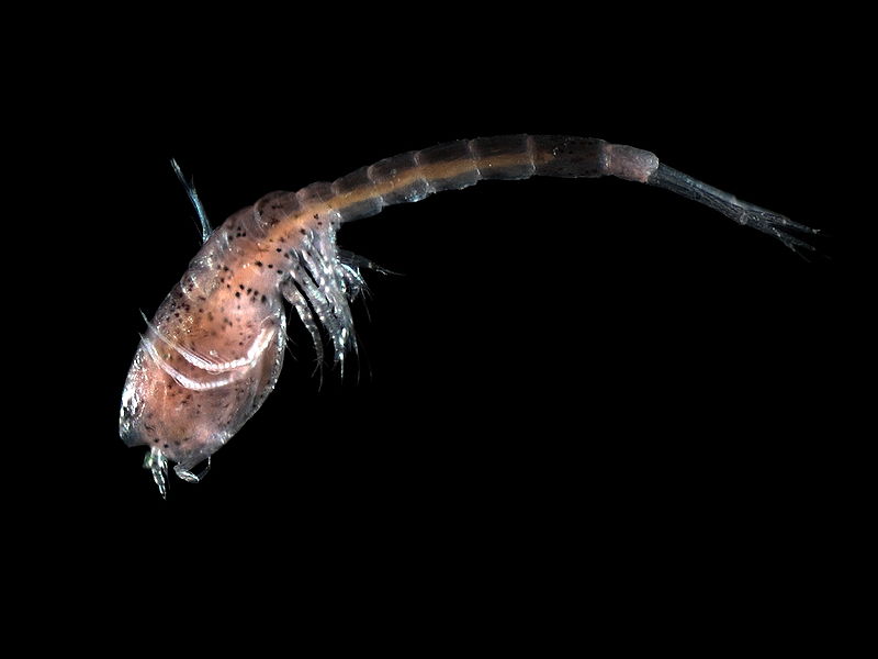 Представитель Семейства Bodotriidae